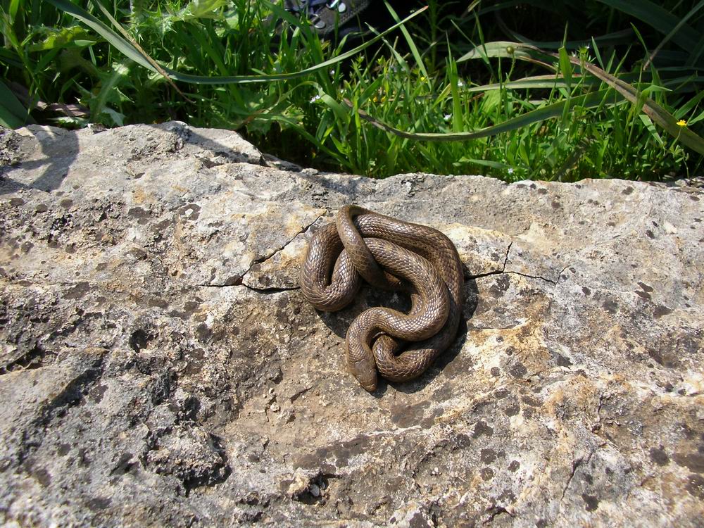 Coronella austriaca maschio